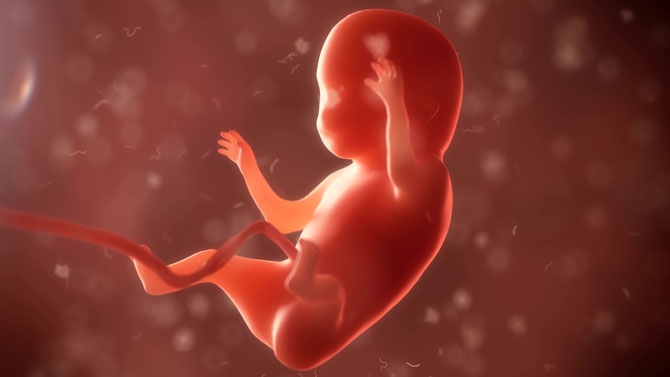 Foetus la vie